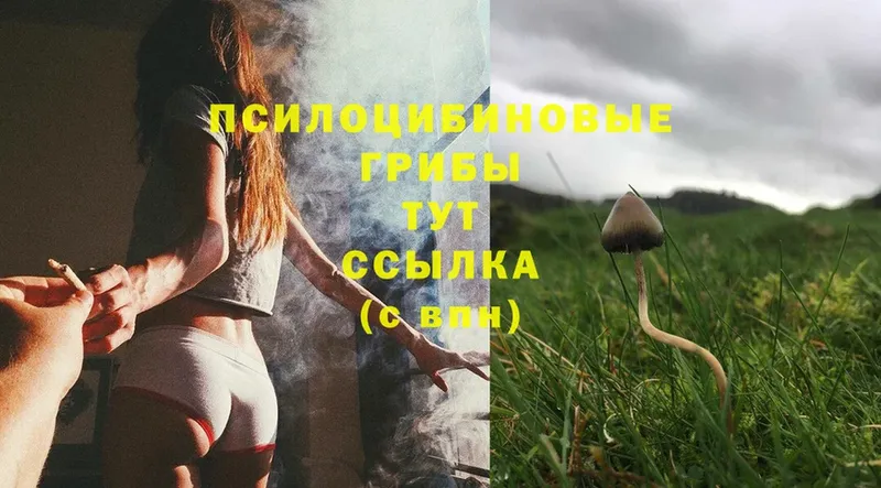 Псилоцибиновые грибы Psilocybine cubensis  мориарти какой сайт  Дивногорск 